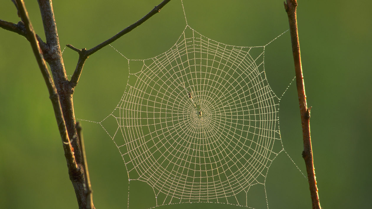 Web
